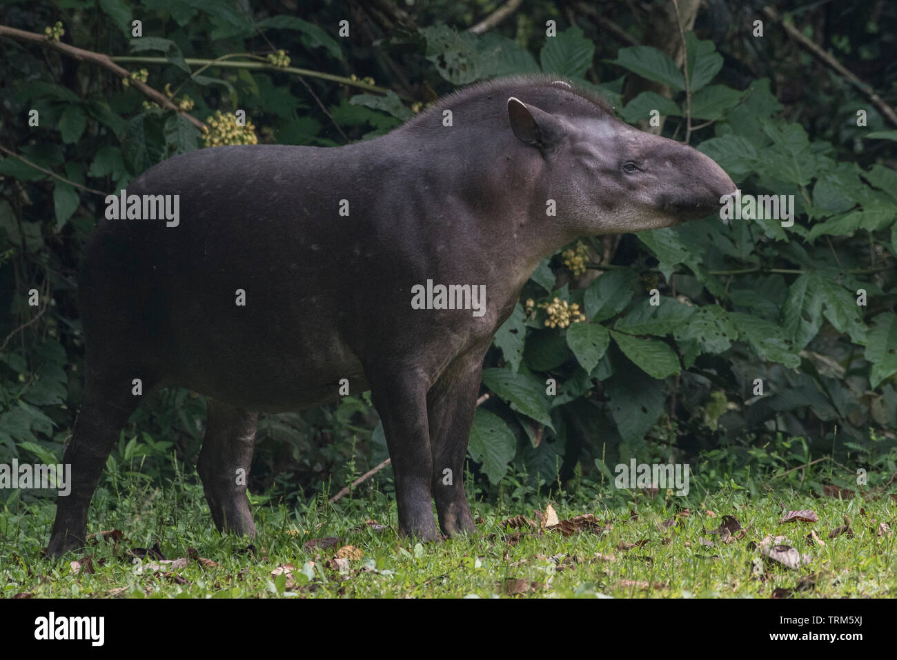 Sud Americana il tapiro (Tapirus terrestris) dalla giungla amazzonica in Ecuador. Fotografato in Yasuni National Park. Foto Stock