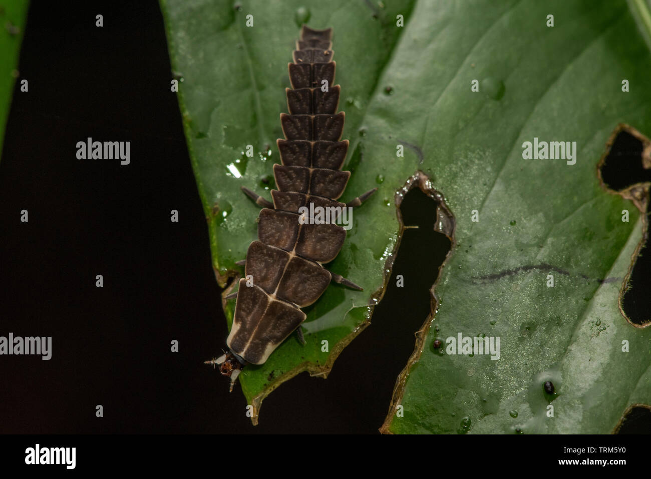 Una lucciola larvale strisciando su una foglia nella giungla ecuadoriana in Sud America. Foto Stock