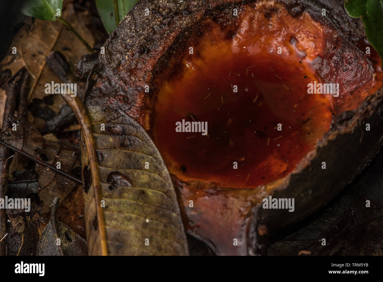 Larva di zanzara in una piccola piscina di acqua che si è accumulata in una frutta caduta sul suolo della foresta. In Yasuni National Park, la foresta pluviale amazzonica. Foto Stock