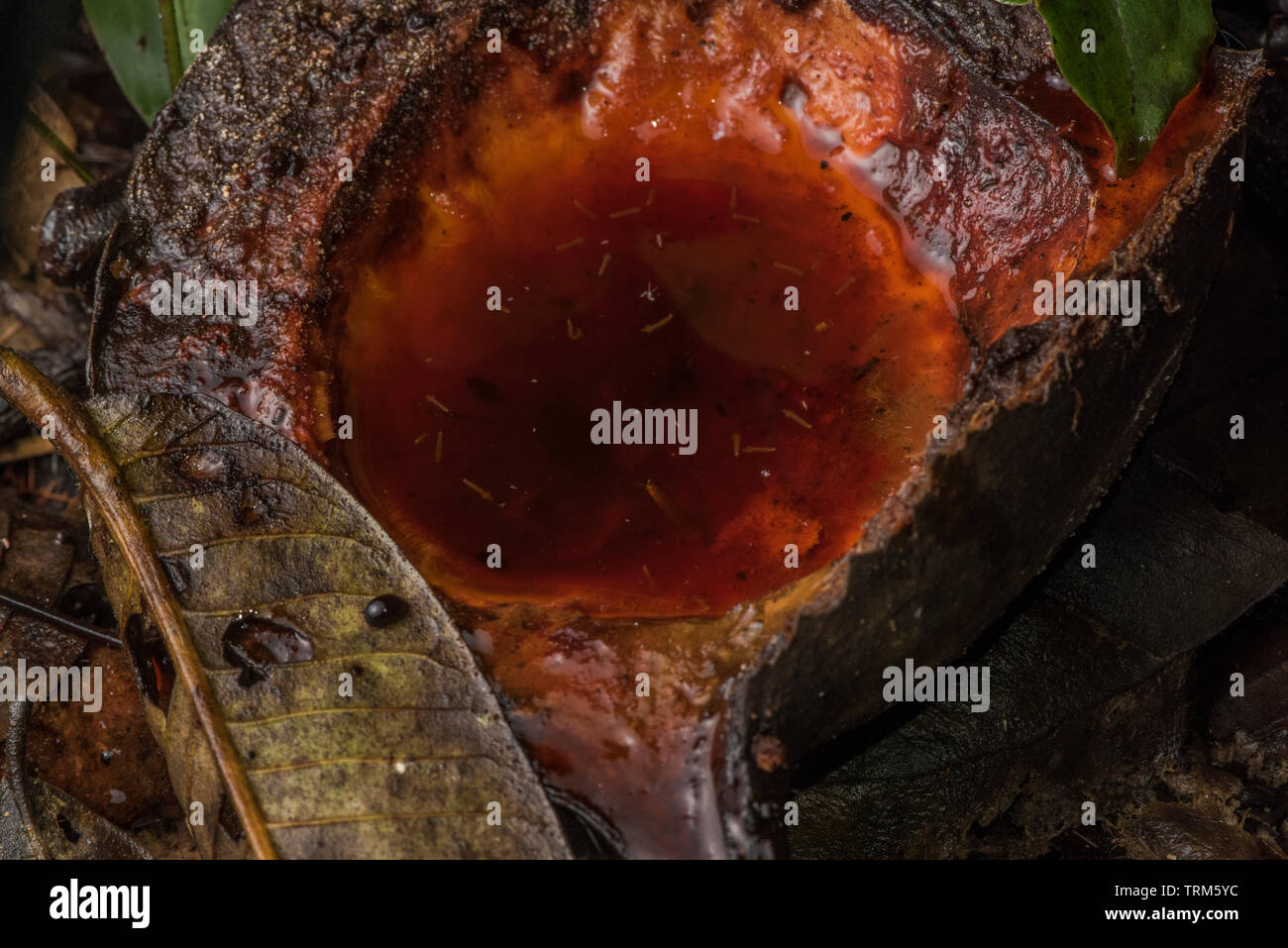 Larva di zanzara in una piccola piscina di acqua che si è accumulata in una frutta caduta sul suolo della foresta. In Yasuni National Park, la foresta pluviale amazzonica. Foto Stock