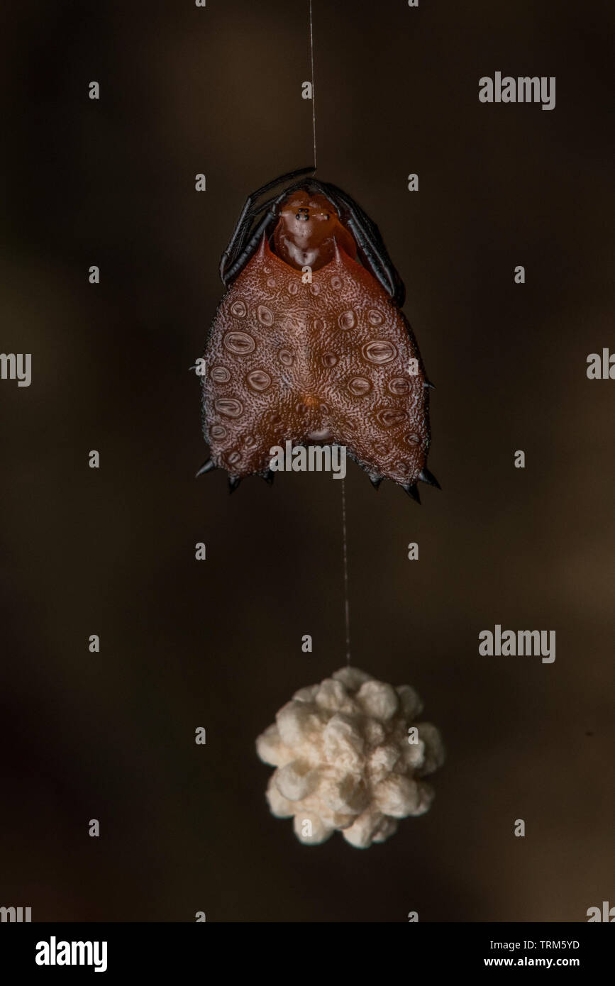 Thorned cuore oppureb tessitore Micrathena clypeata, appeso ad un filo di seta con il suo uovo sac in Yasuni National Park, Ecuador. Foto Stock