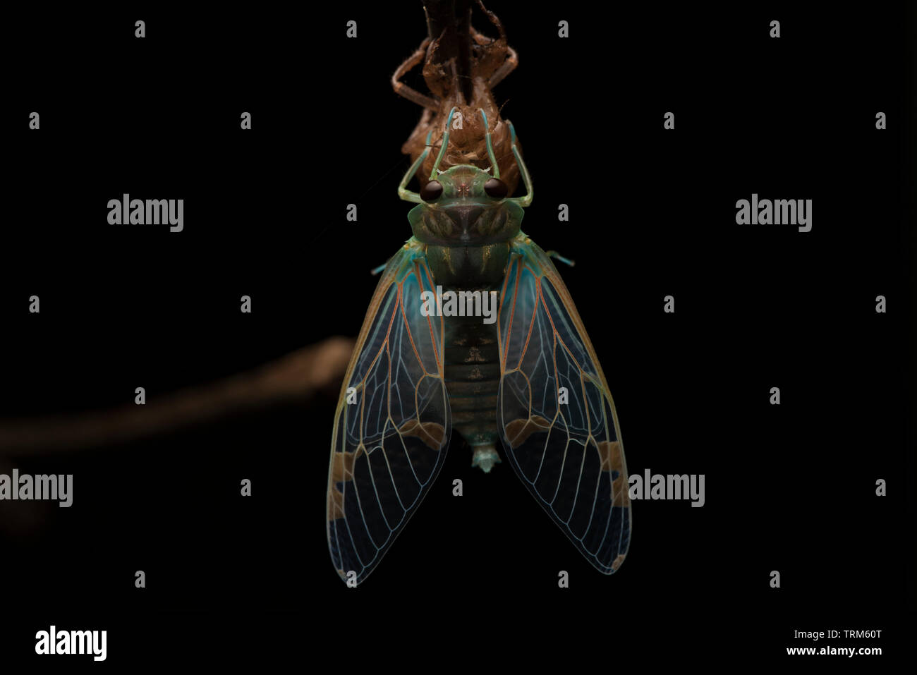 Una cicala getta il suo vecchio esoscheletro e emerge come un adulto alato. Foto Stock