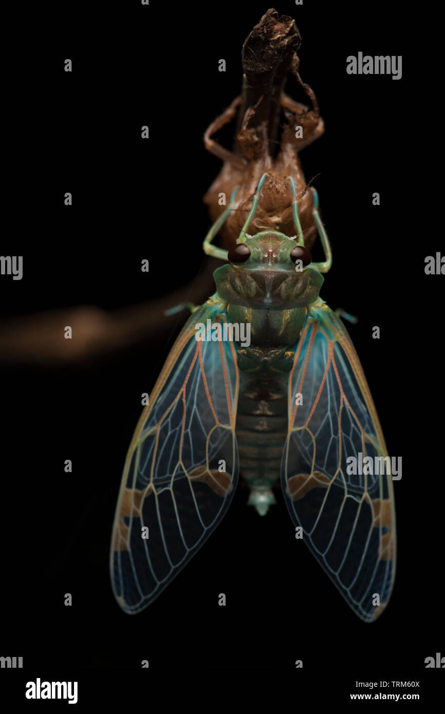 Una cicala getta il suo vecchio esoscheletro e emerge come un adulto alato. Foto Stock