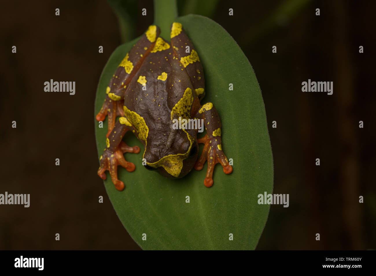 Dendropsophus sarayacuensis, il Sarayacu Treefrog da Yasuni National Park in Amazzonia ecuadoriana. Queste piccole rane sono noti anche come clown rane. Foto Stock