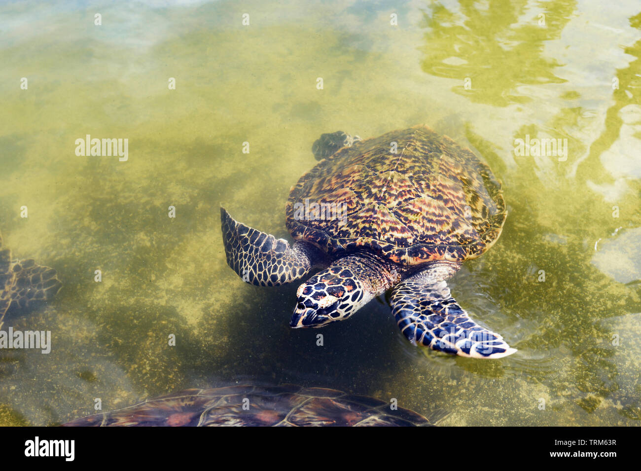 Un Hawksbill tartaruga di mare (Eretmochelys imbricata) nuoto presso il Reef Centro di riabilitazione, Vanuatu zoologia, Port Vila, l'isola di Efate, Vanuatu, mela Foto Stock