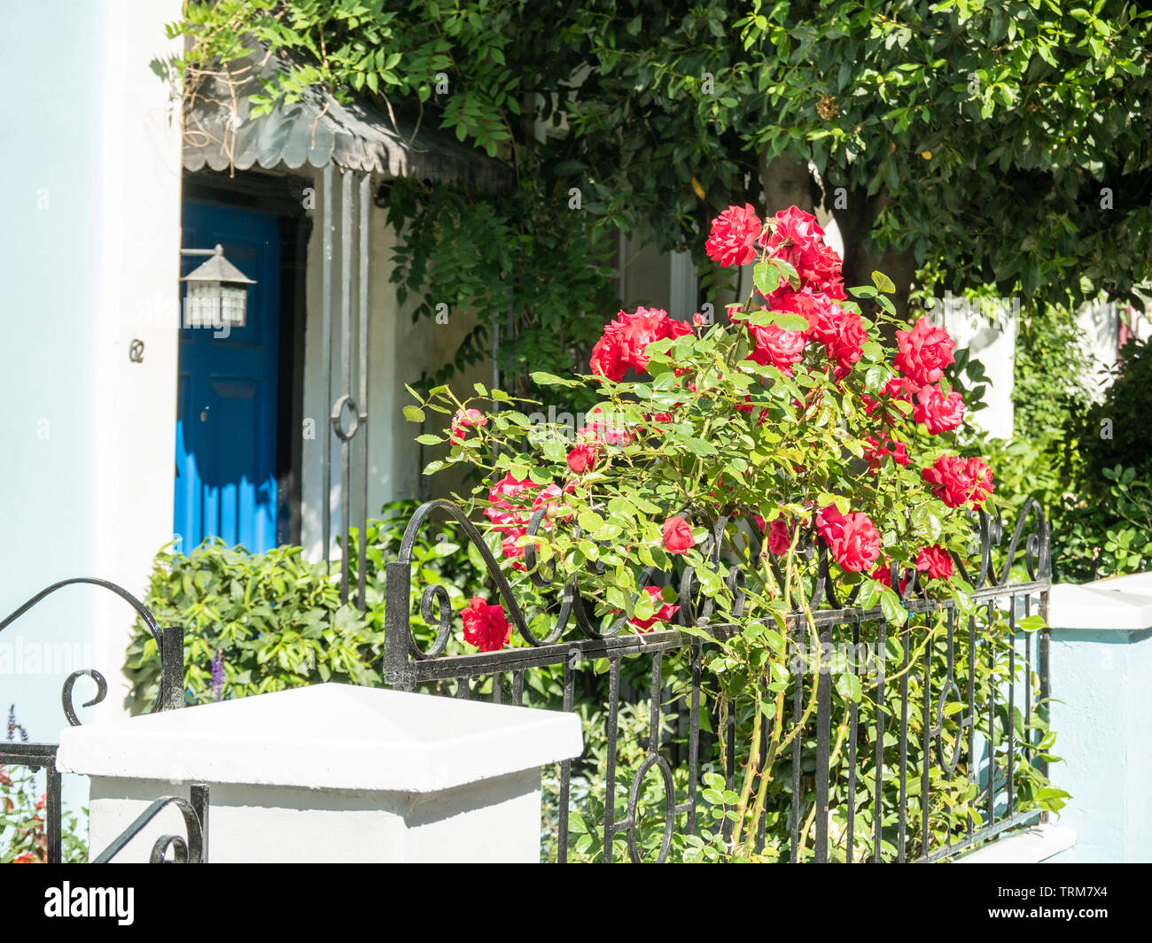 Roses fuori da un albergo nella colorata area di Notting Hill di Londra Foto Stock