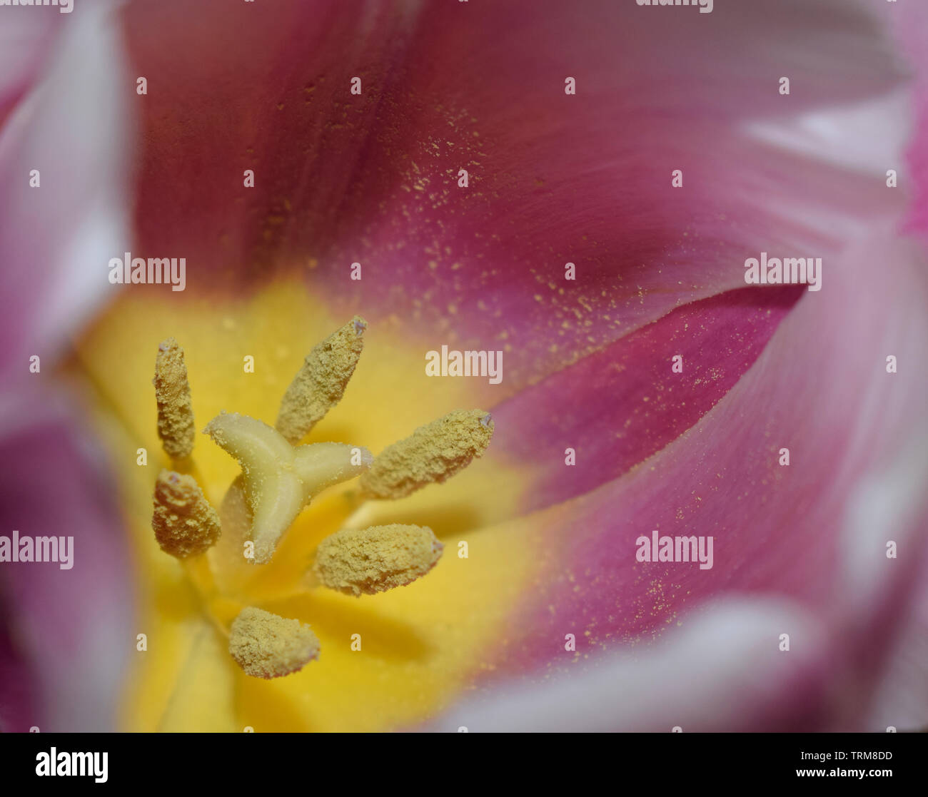 Primo piano sul lato interno di un bianco e rosa tulip. Sfocata sullo sfondo di fiori. Petali di fiore Texture. Di un bel colore rosa sfondo naturale. Macro o astratto Foto Stock