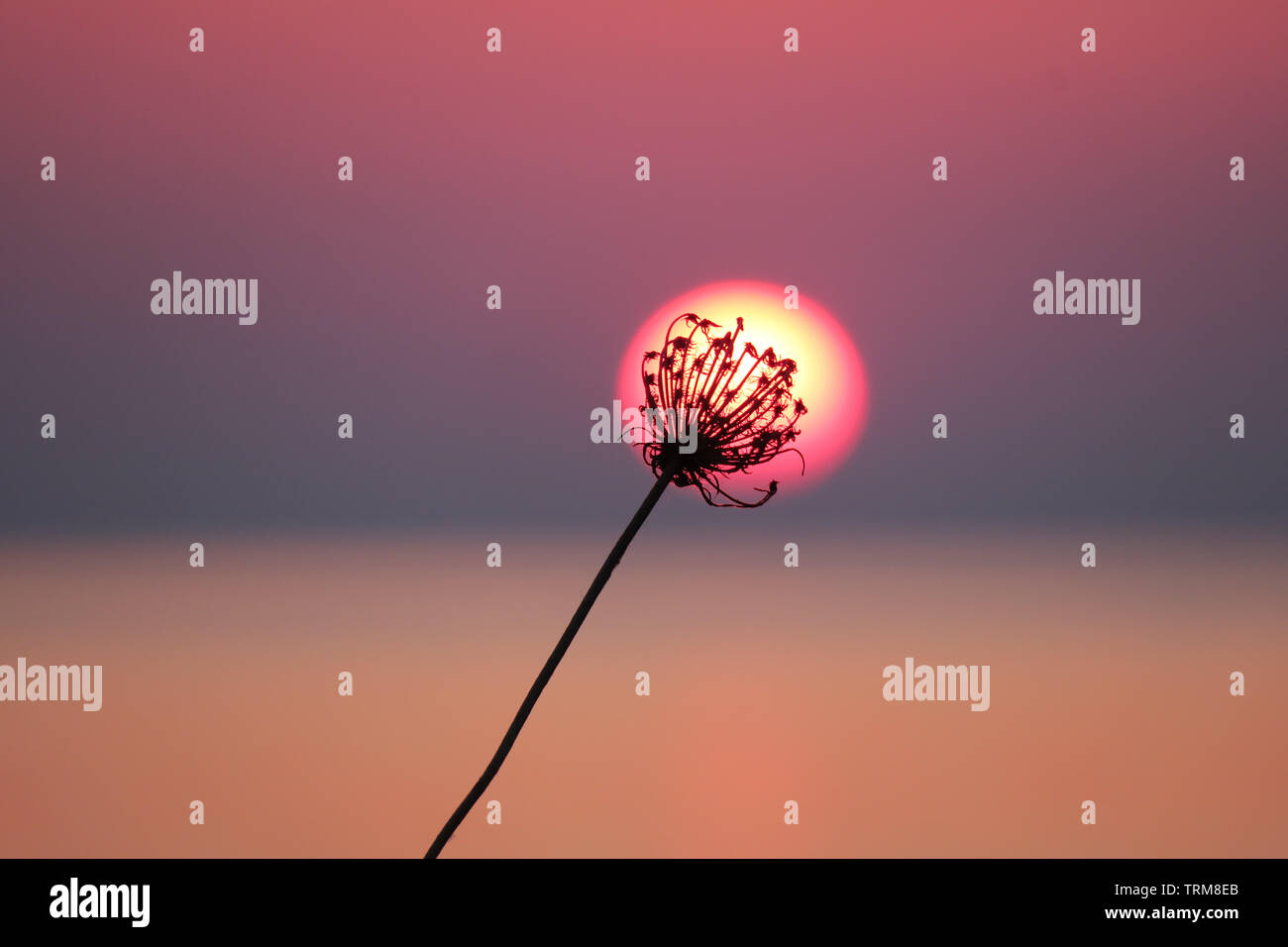 Il sole e i germogli. Ritratti ambientali delle piante e la sun. Foto Stock