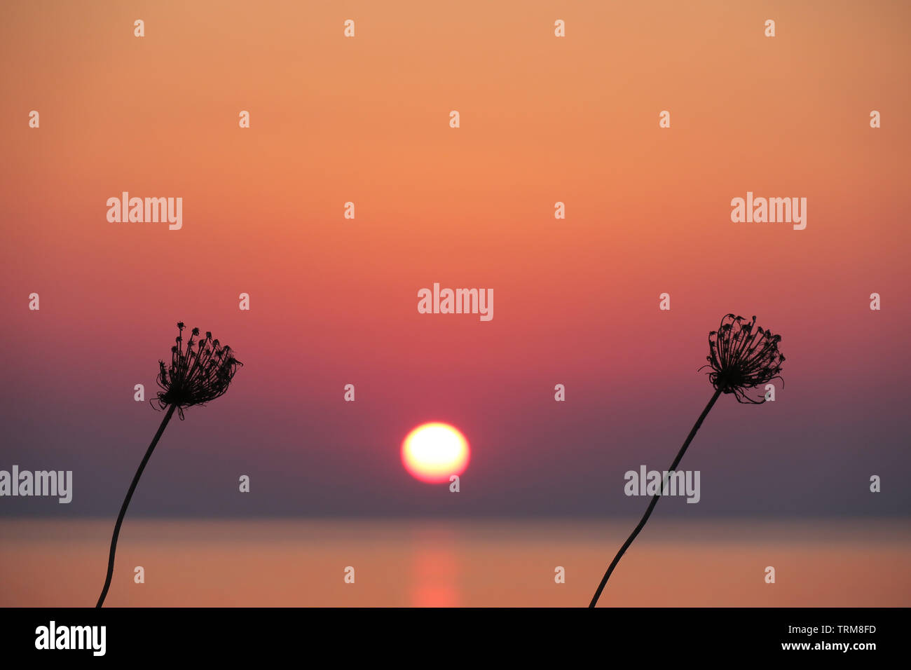 Il sole e i germogli. Ritratti ambientali delle piante e la sun. Foto Stock