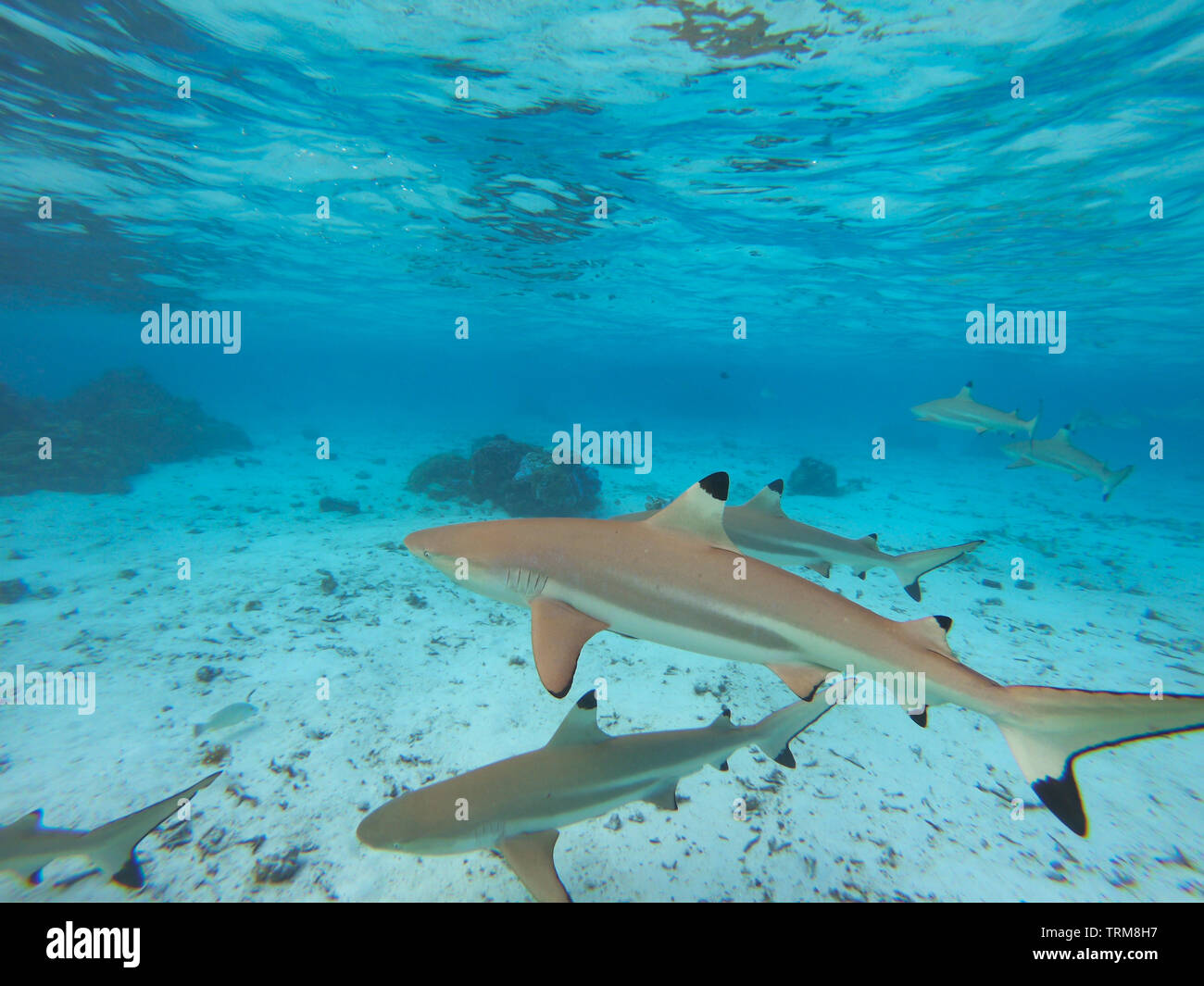 Blacktip gli squali, Carcharhinus melanopterus raccogliere nella laguna poco profonda di Taha'a Isola, Polinesia Francese Foto Stock