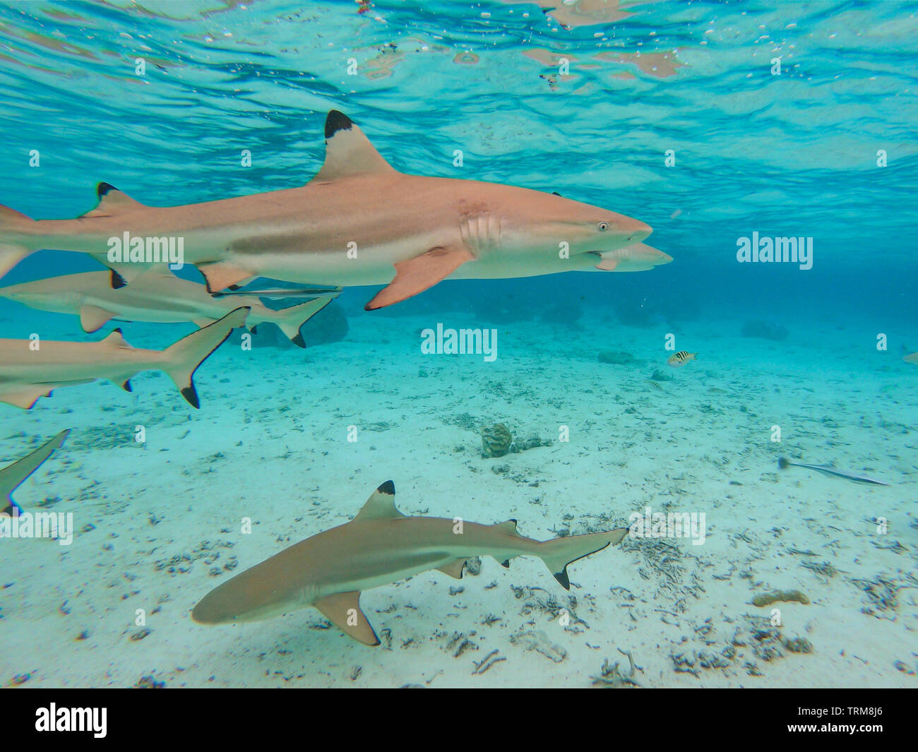 Blacktip gli squali, Carcharhinus melanopterus raccogliere nella laguna poco profonda di Taha'a Isola, Polinesia Francese Foto Stock
