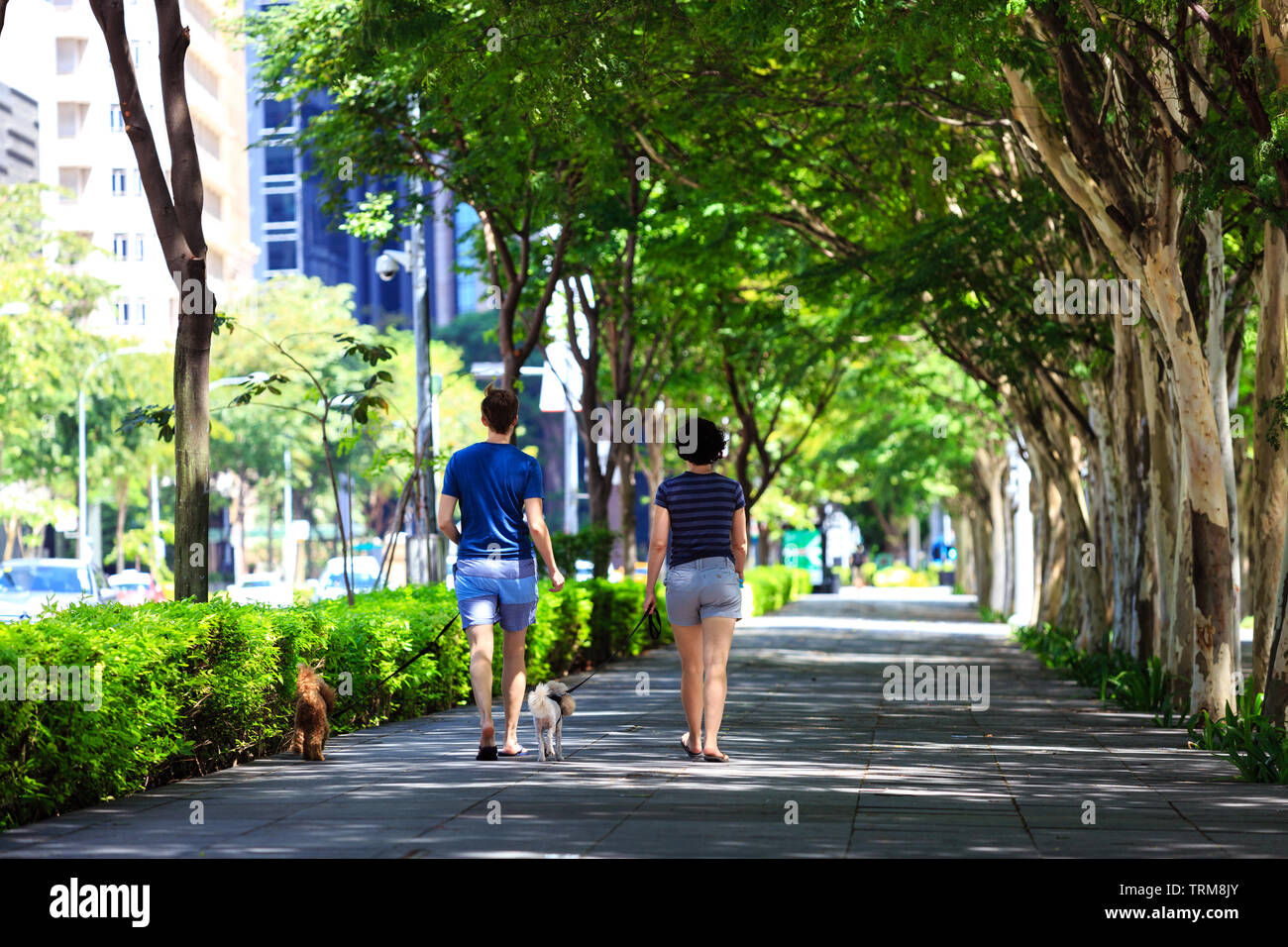 Giovane passeggiate con il cane sul Boulevard Foto Stock