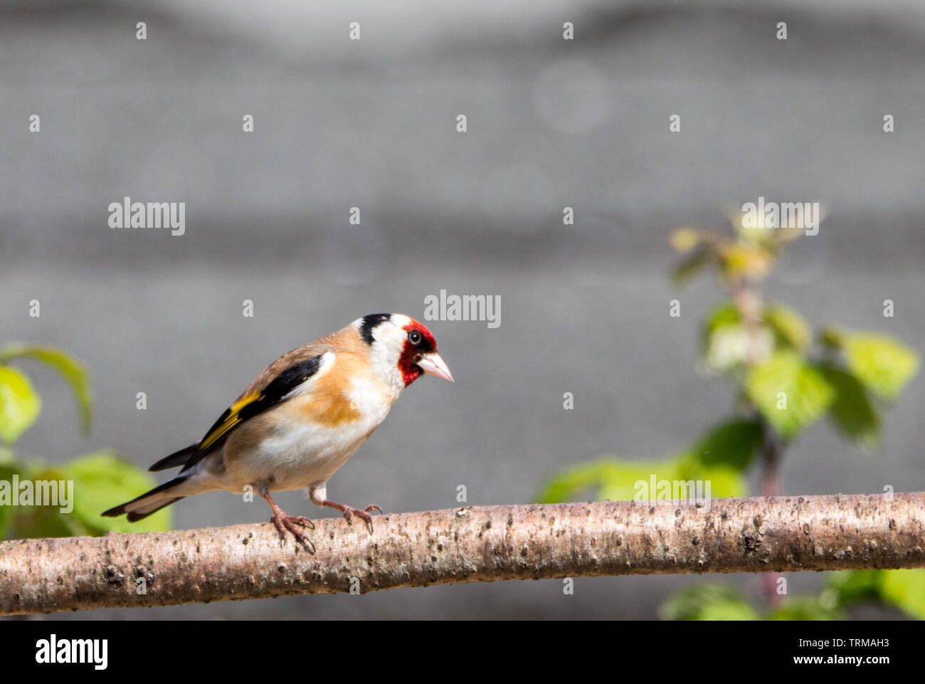 Cardellino, British Bird, appollaiate su un ramo in primavera in un giardino inglese Foto Stock