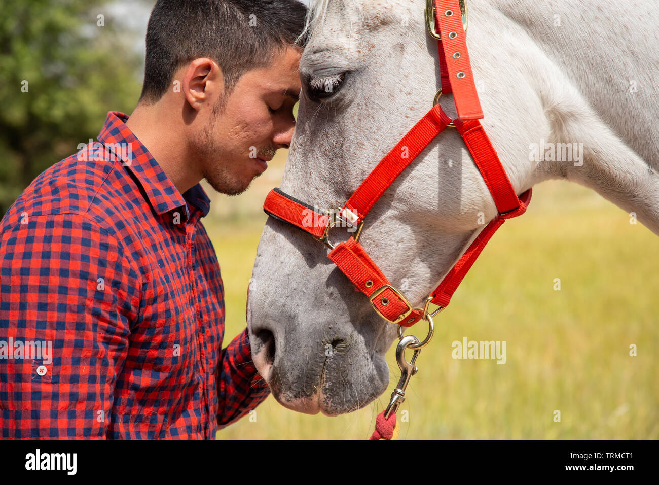 Vista laterale del giovane maschio in camicia a scacchi toccando delicatamente la testa del cavallo bianco con red briglia permanente, mentre in campagna su campo giorno nuvoloso Foto Stock