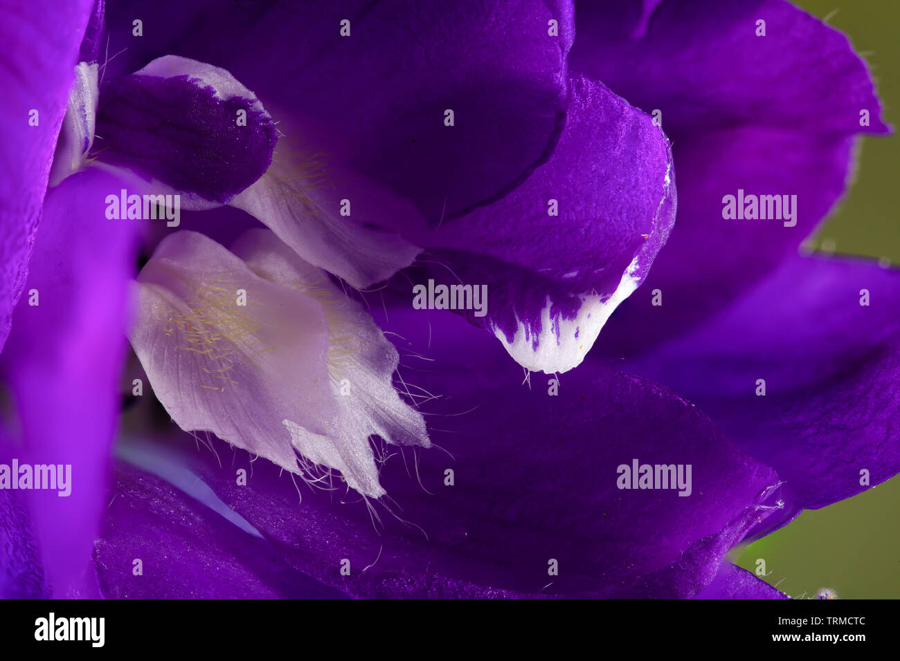 Delphinium " Cavaliere Nero' super macro close up all'interno del fiore viola Foto Stock