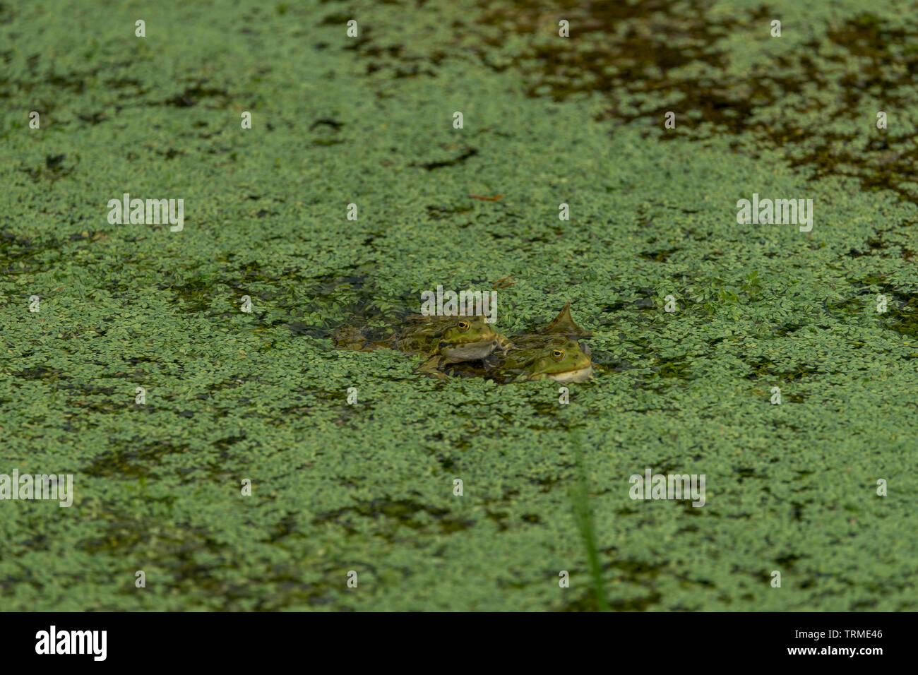 Rane verdi in verde acqua con piante verdi Foto Stock