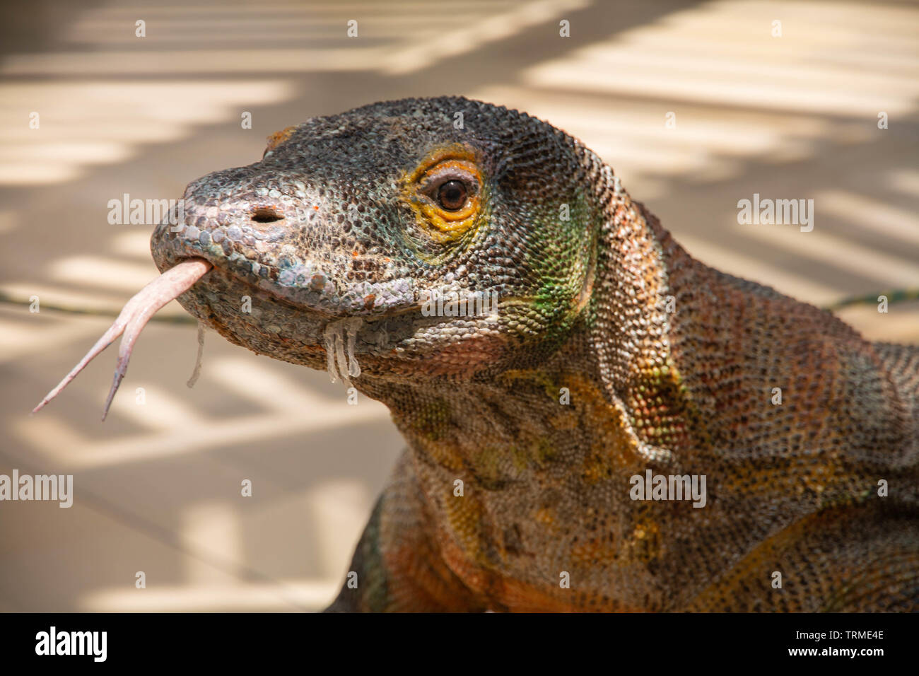 Komodo lizard Foto Stock