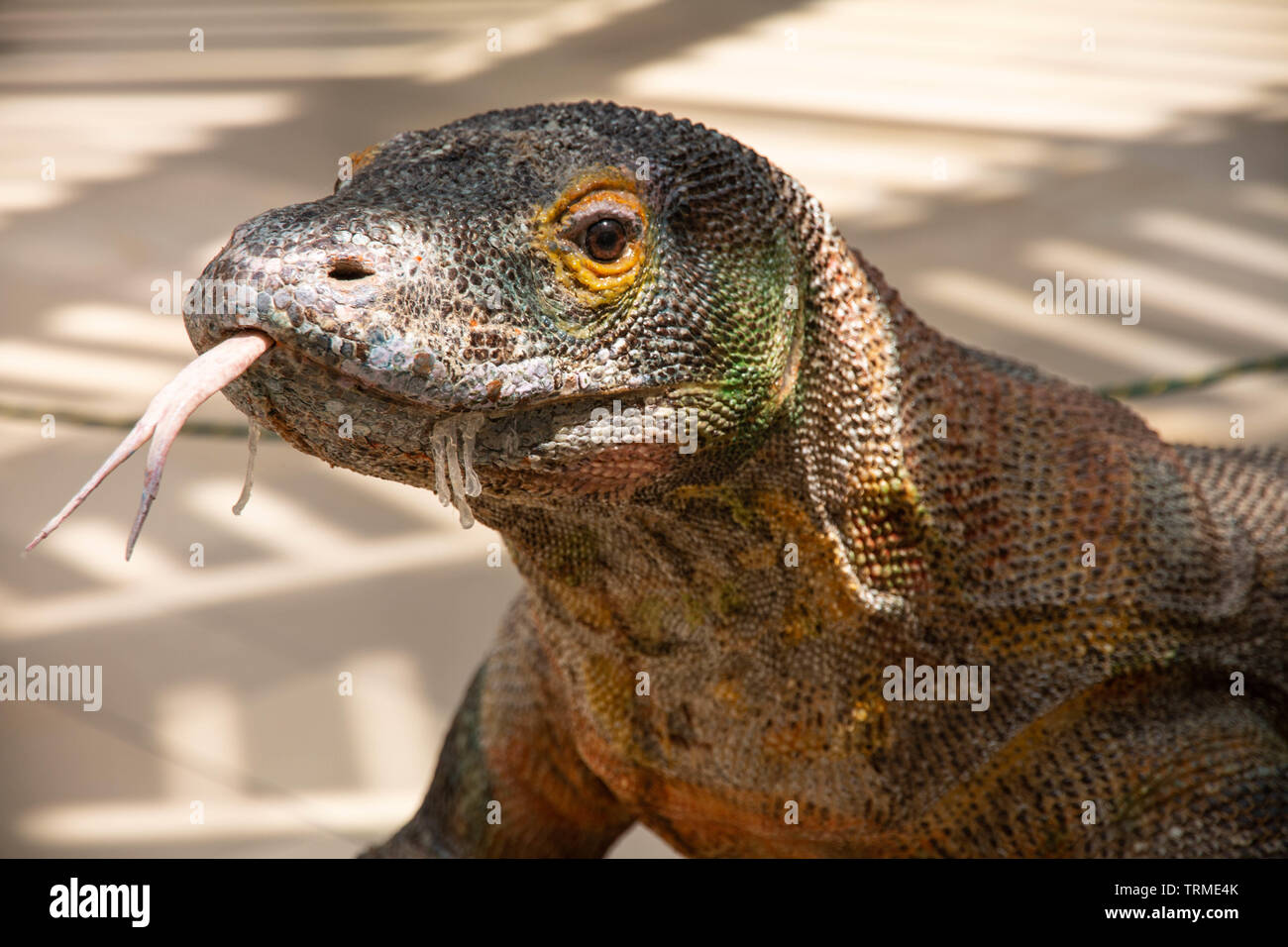 Komodo lizard Foto Stock