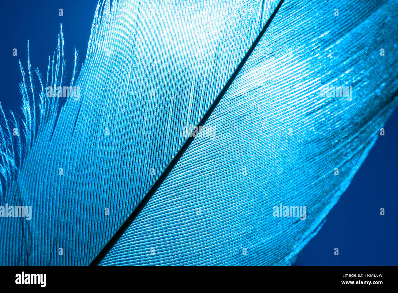 Pezzo di uccello blu piume, close-up. Foto Stock
