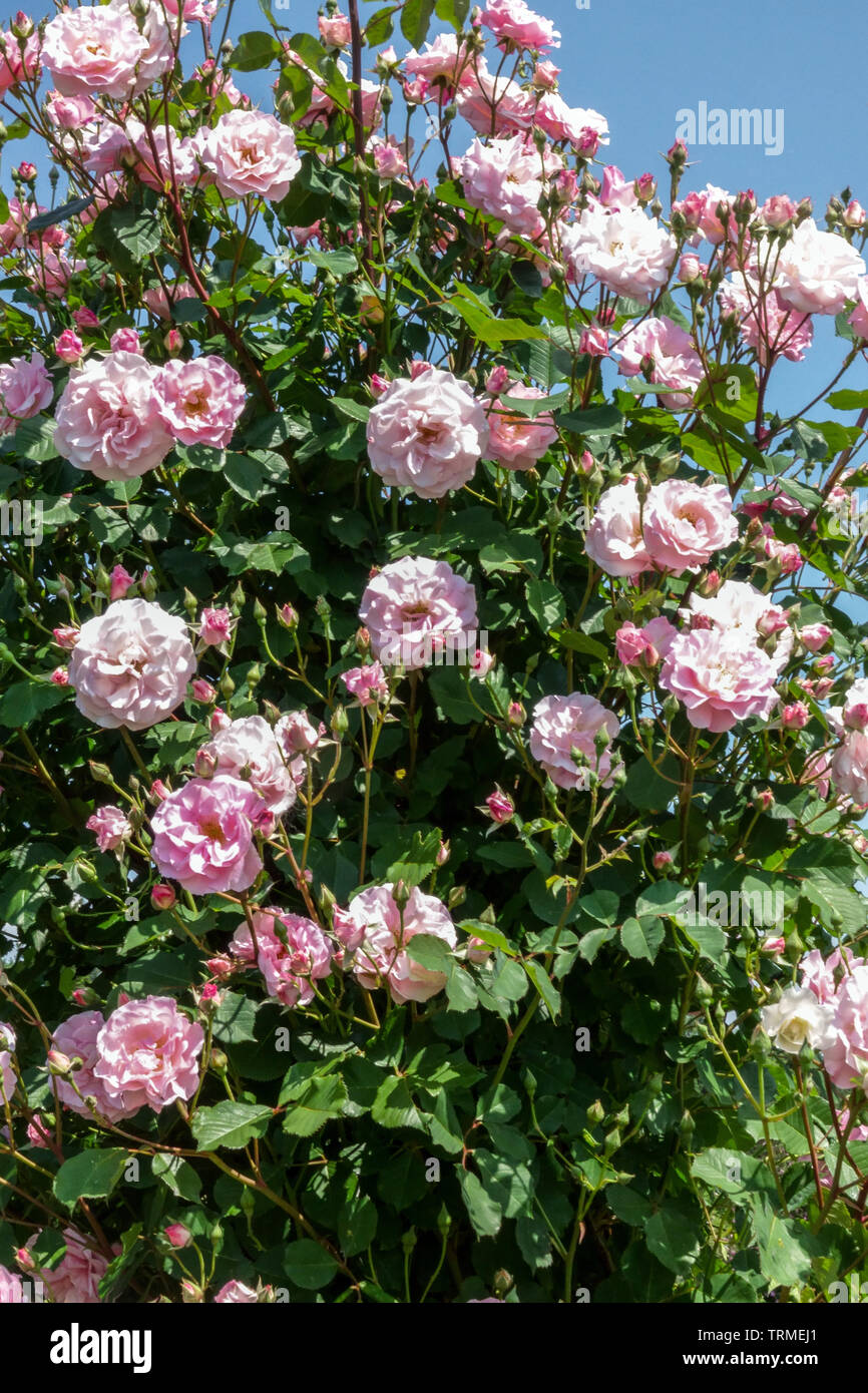 Un arbusto di rose rosse, rosa "Indra' Foto Stock