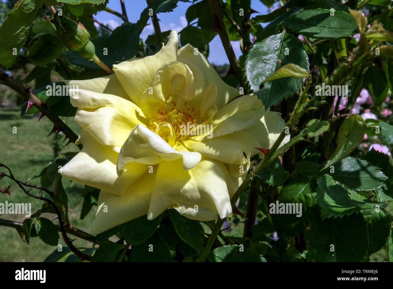 Rosa ad arbusto, Rosa " Golden Glow' Foto Stock