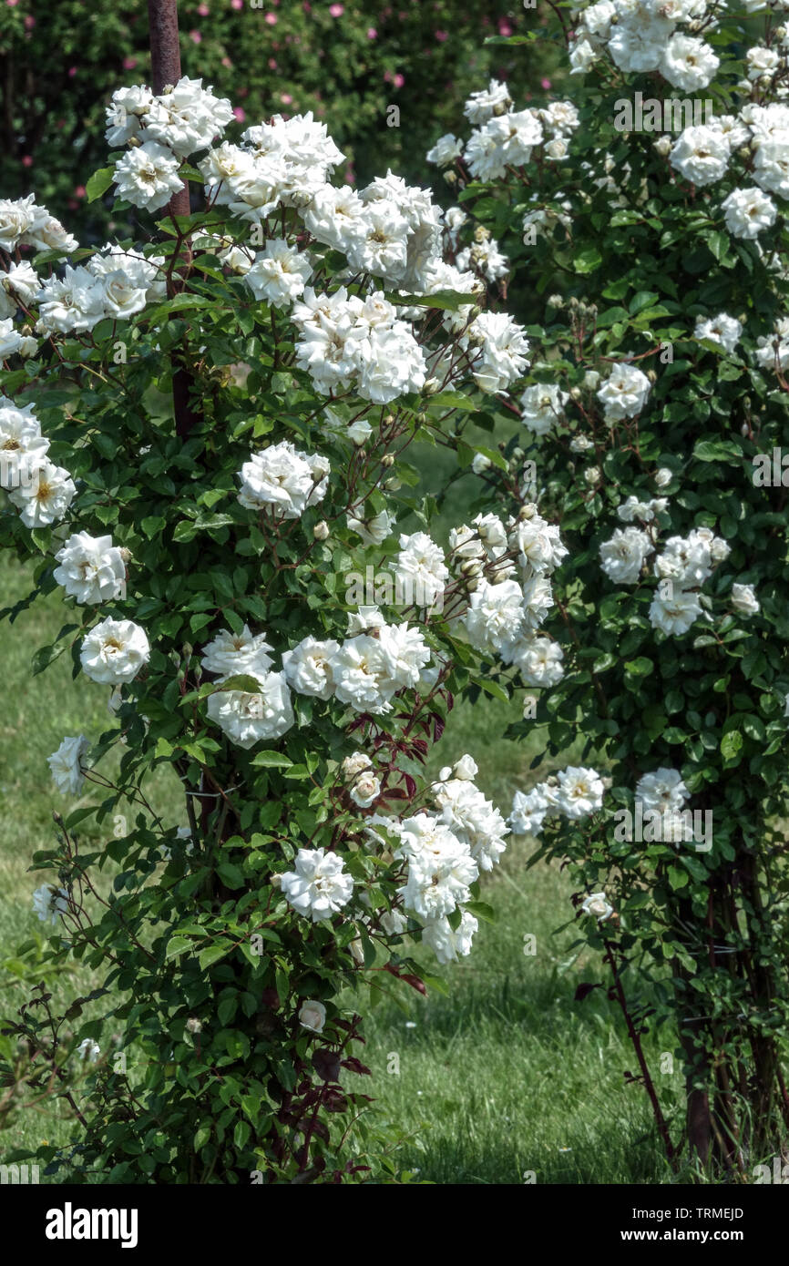 Rosa arbusto, Rosa Bianca 'Ave Maria' Rose bianco giardino cespuglio rose Foto Stock