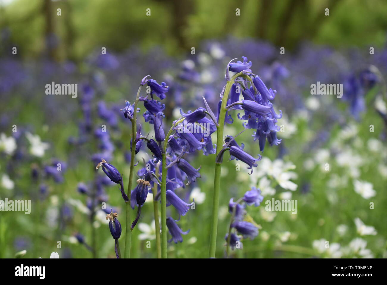 Wild blu e bianchi Foto Stock
