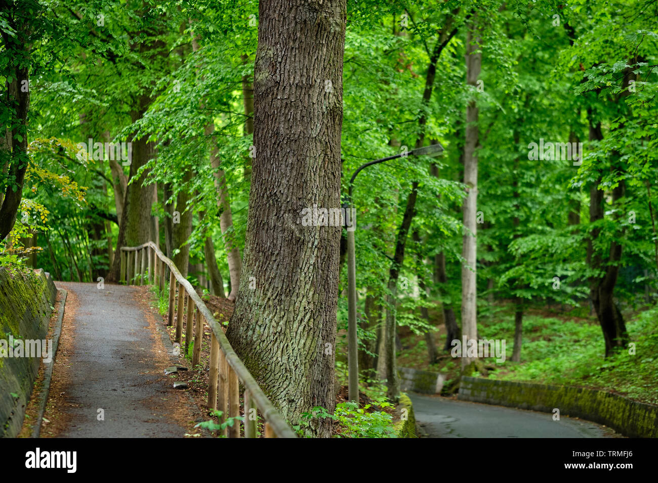 Un sentiero con una ringhiera in legno e una strada sotto molti splendidi e verdi alberi di primavera in città Foto Stock