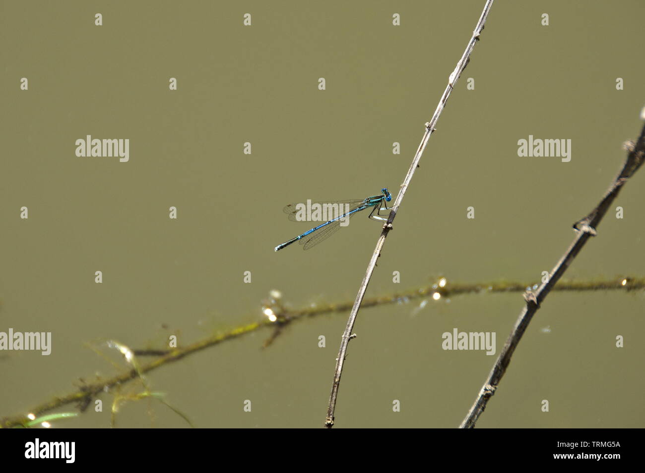 Libellula blu sul ramo sopra l'acqua Foto Stock