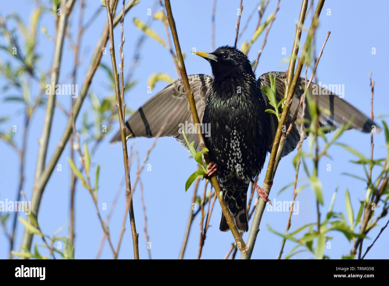 Comuni / Starling stelle ( Sturnus vulgaris ) adulto in abito di allevamento, corteggiare, aprendo le sue ali, appare come un esibizionista, divertente, la fauna selvatica, Europa Foto Stock