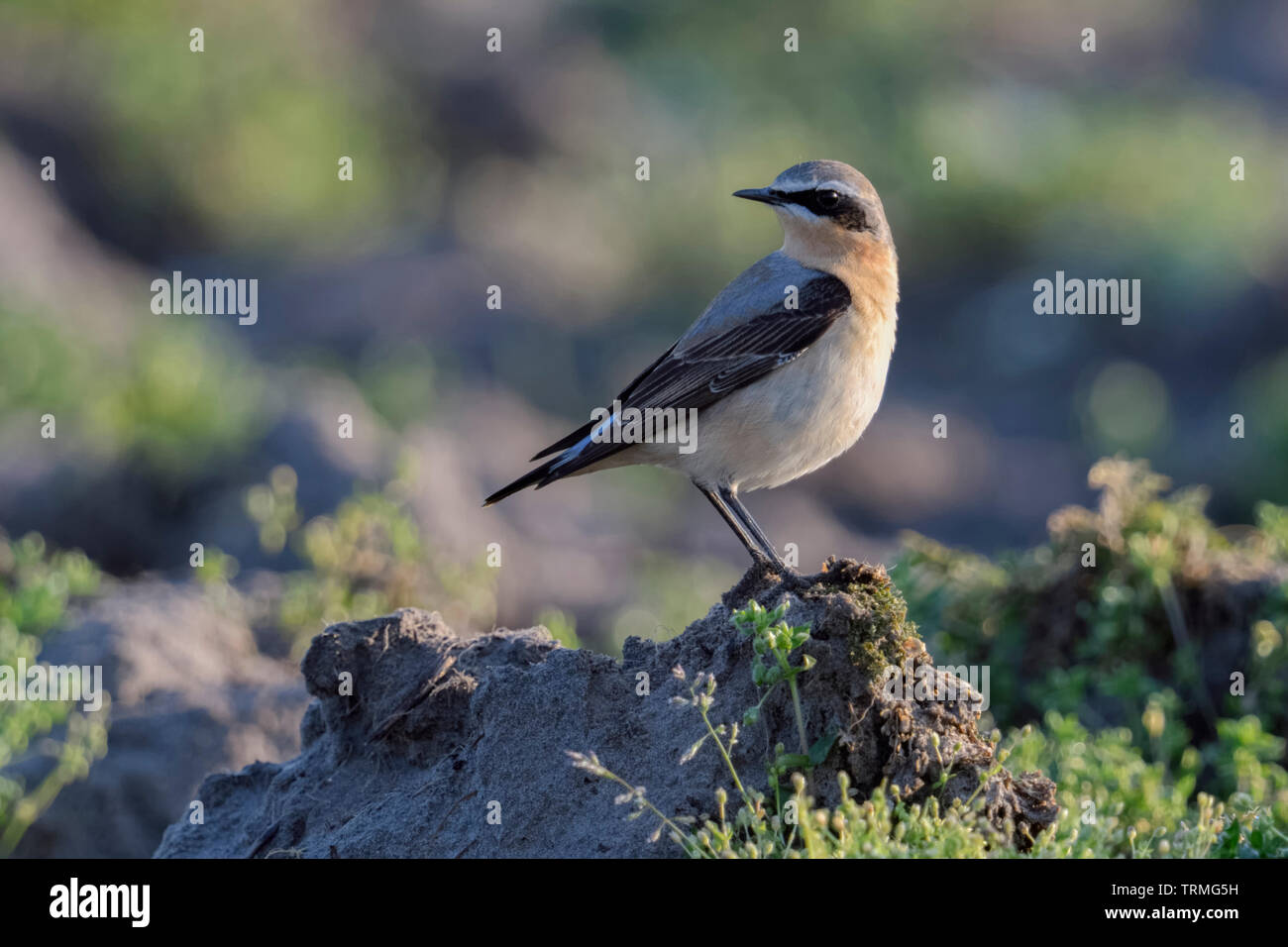 Culbianco / Steinschmätzer ( Oenanthe oenanthe ), maschio adulto, la migrazione degli uccelli, in appoggio sul terreno coltivato, la fauna selvatica, l'Europa. Foto Stock