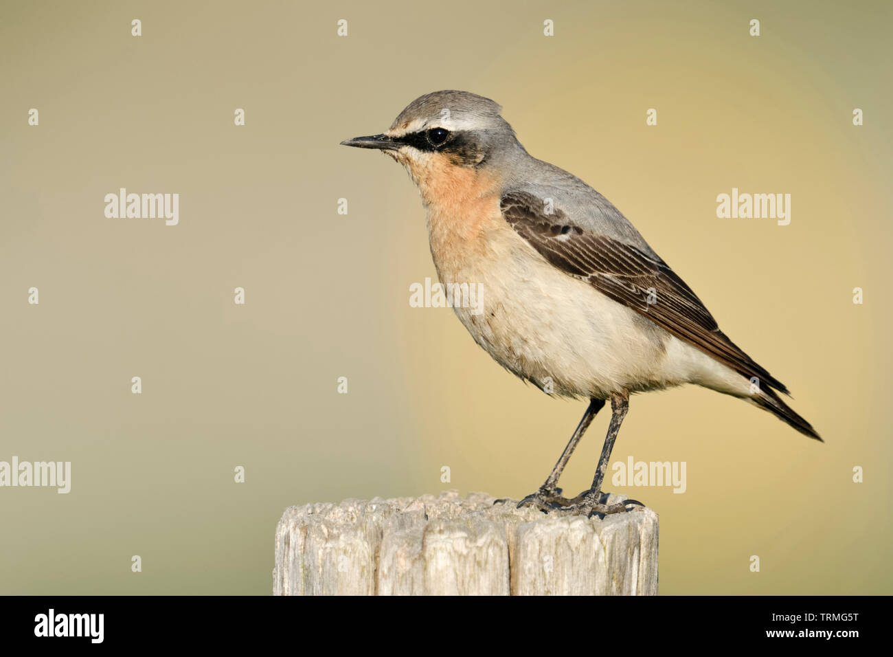 Culbianco / Steinschmätzer ( Oenanthe oenanthe ), maschio adulto, arroccato su di un palo da recinzione, shot dettagliati, la fauna selvatica, l'Europa. Foto Stock