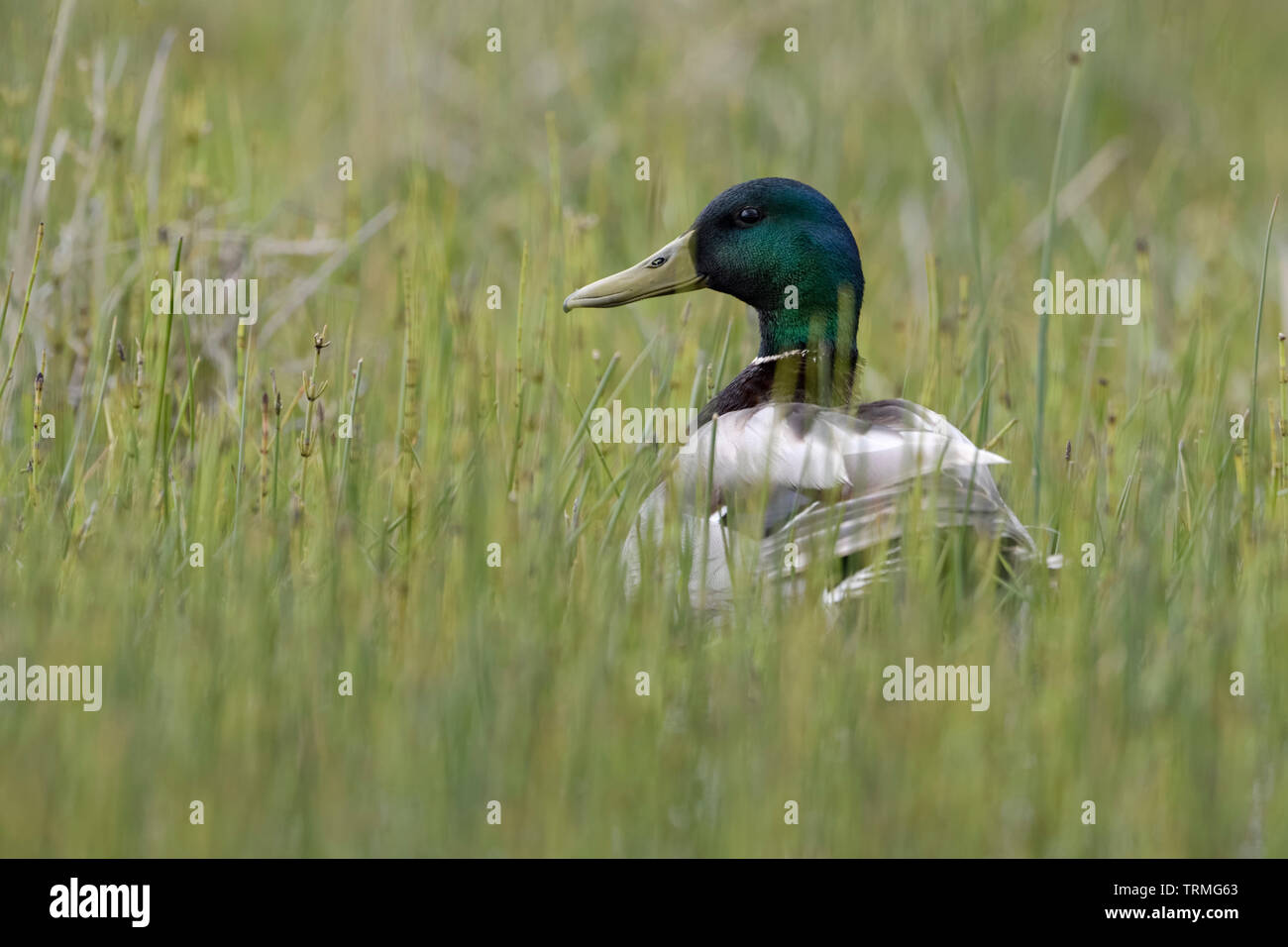 Mallard / anatra selvatica / Stockente ( Anas platyrhynchos ), maschio adulto, in seduta bassa vegetazione naturale, guardando attentamente, fauna selvatica, l'Europa. Foto Stock