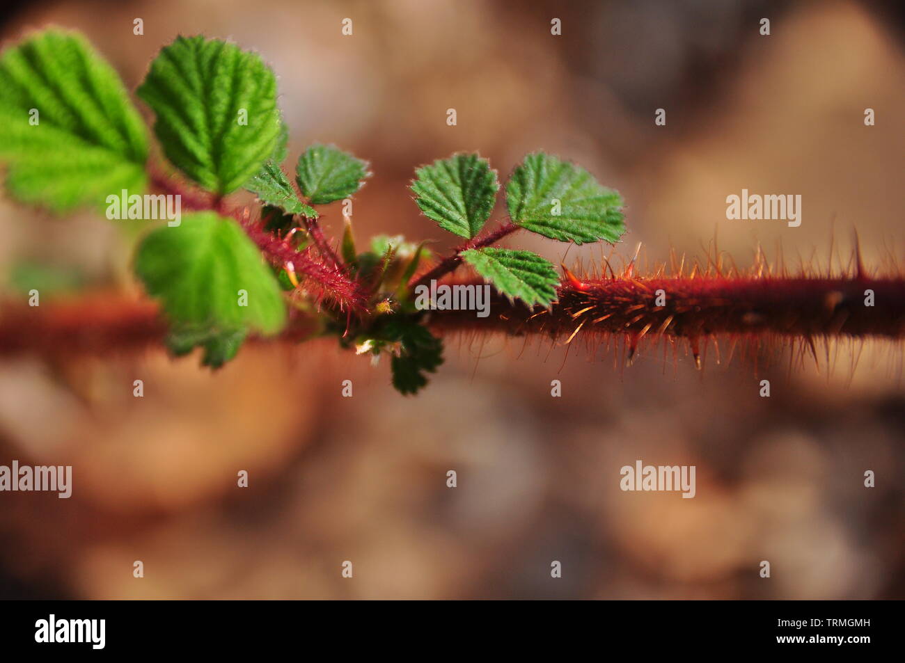 Green briar bush Foto Stock