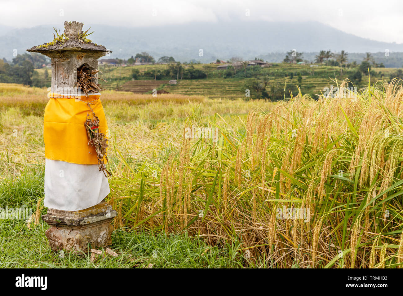 Campo di riso con altare per le offerte di Dewi Sri (riso madre), Jatiluwih terrazze di riso, Tabanan, isola di Bali, Indonesia Foto Stock