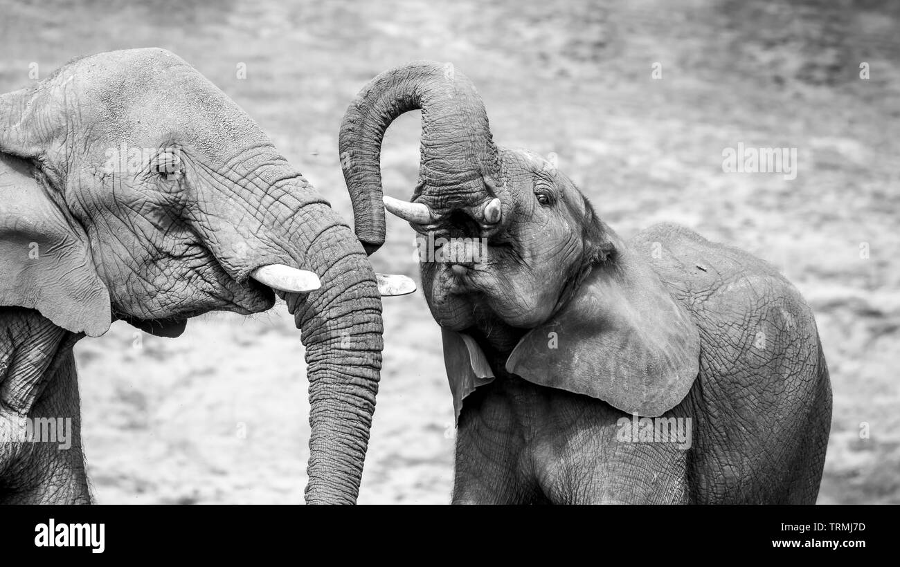 Mono primo piano mostrando forte affetto, legame, amore tra giovane vitello elefante africano e madre di vacca elefante (Loxodonta) insieme. Elefanti della fauna selvatica. Foto Stock