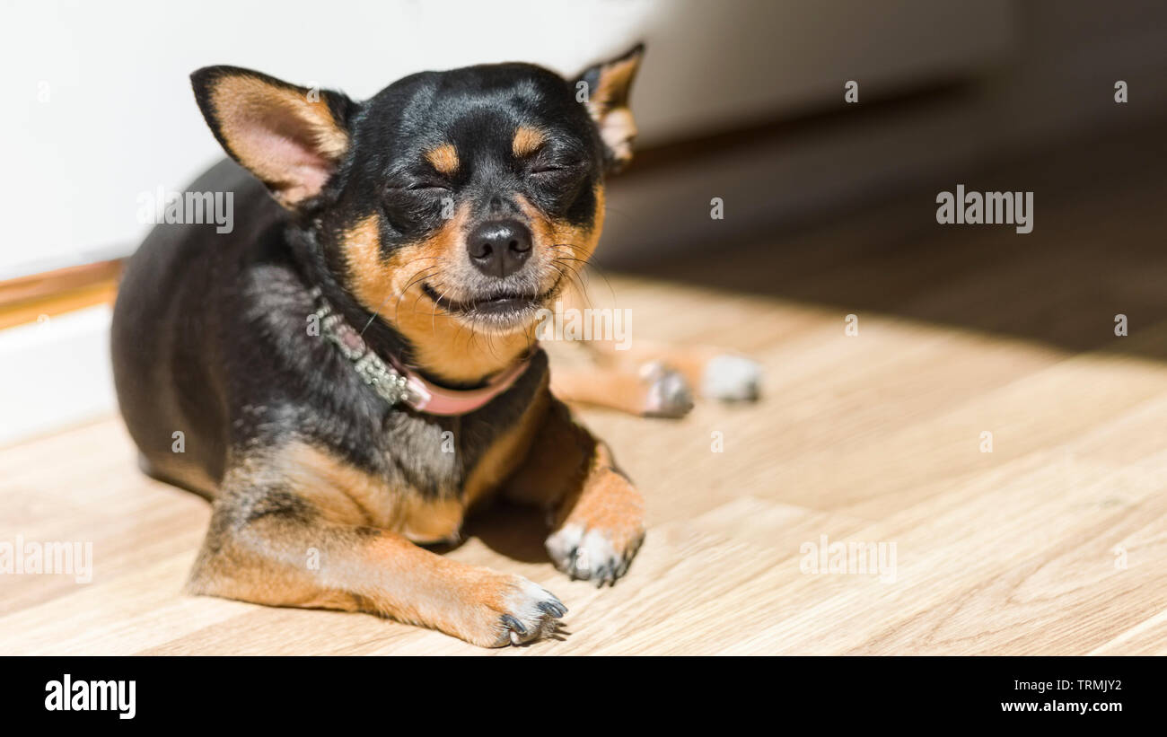 Carino dal pelo corto femmina Chihuahua godendo il calore dal sole guardando come lei è sorridente con un sorriso sul suo viso Foto Stock