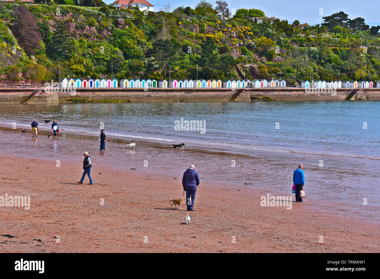 Una vista del multi-colore di cabine sulla spiaggia, a Goodrington Sands nel Devon. Questa è la spiaggia del nord dove i cani sono ammessi ,quindi cani e proprietari di divertimento. Foto Stock
