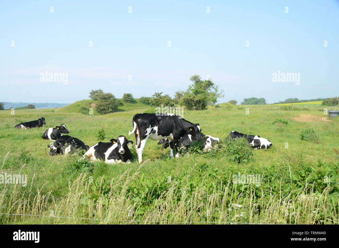 Gruppo di danese, nero-e-bianco dazin bestiame al sole su un prato Foto Stock