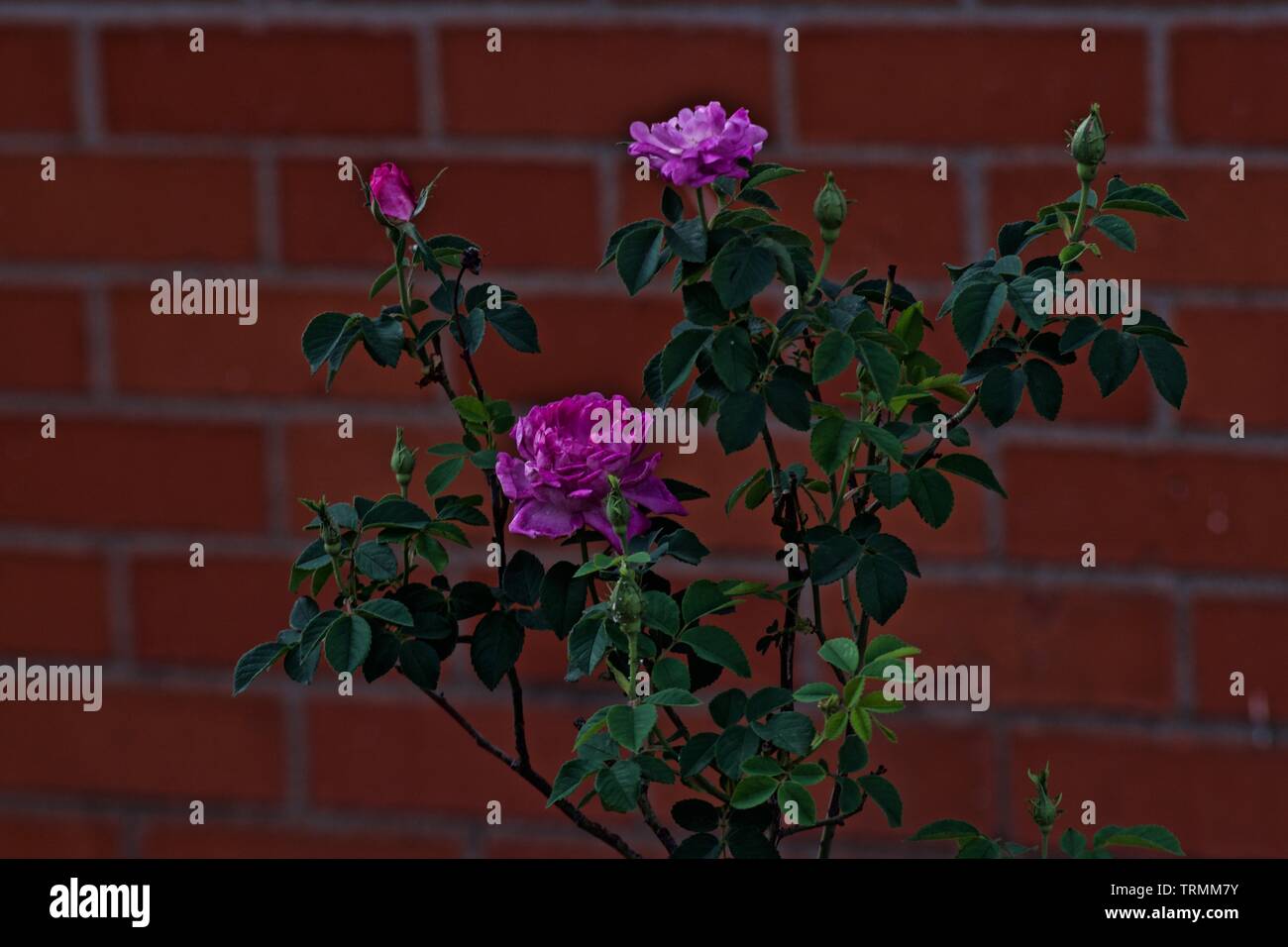 La regina Elisabetta rosa rosa blumi, Canyon, Texas Foto Stock