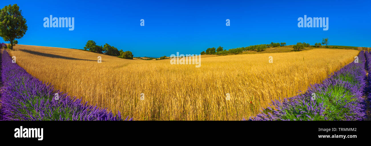 Estate in Provenza. Campi di lavanda. Foto Stock