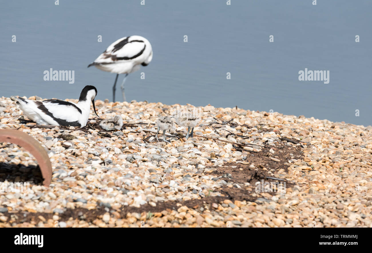 Avocette (Recurvirostra avosetta) con pulcini Foto Stock