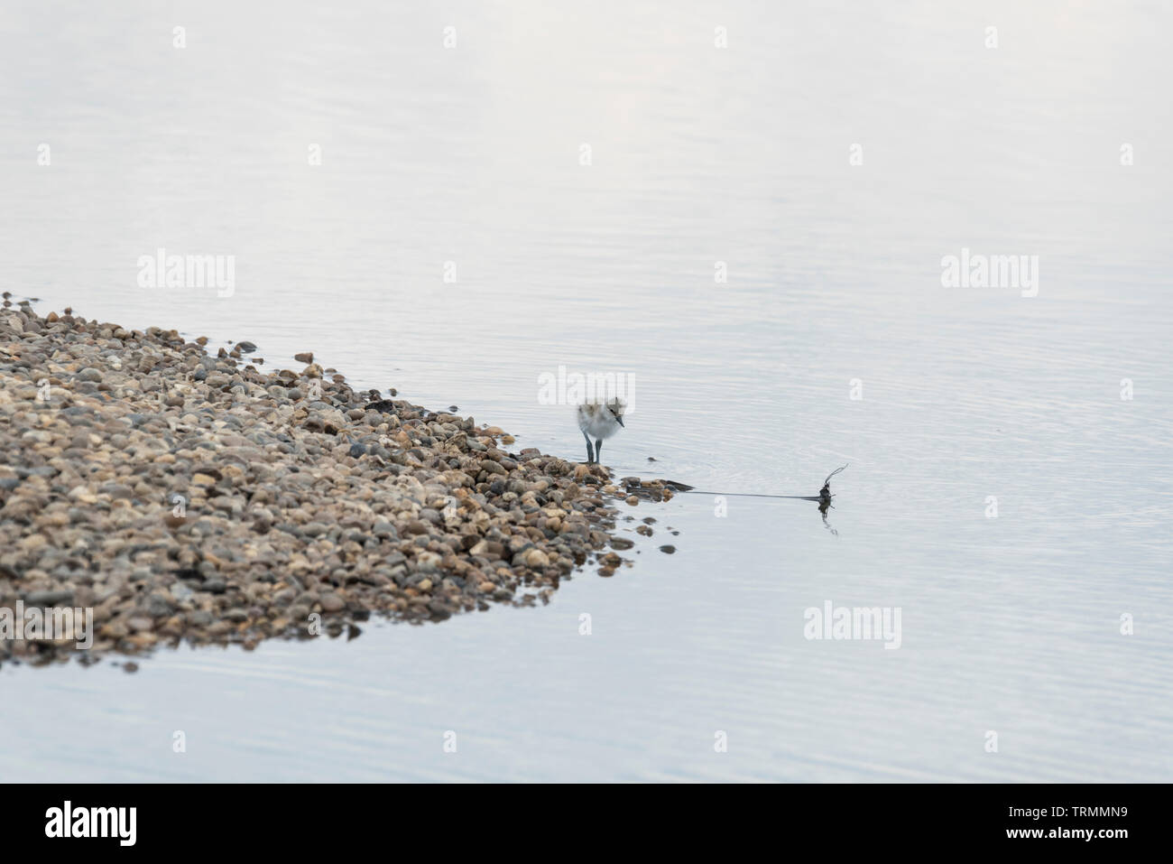 Rovistando avocetta (Recurvirostra avosetta) pulcino Foto Stock