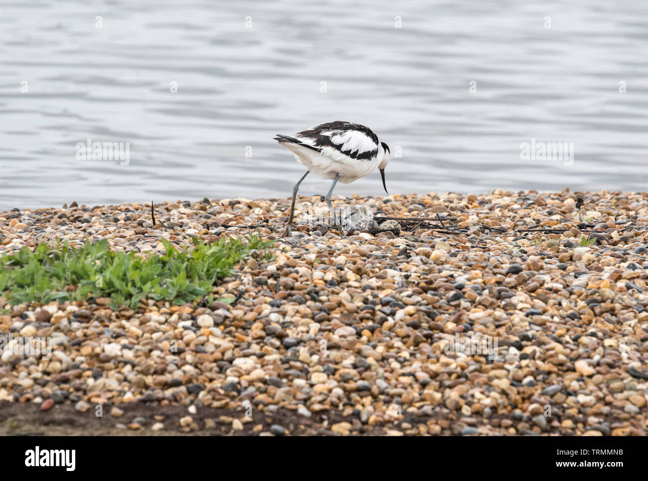Avocet (Recurvirostra avosetta) su un nido con le uova e un pulcino Foto Stock