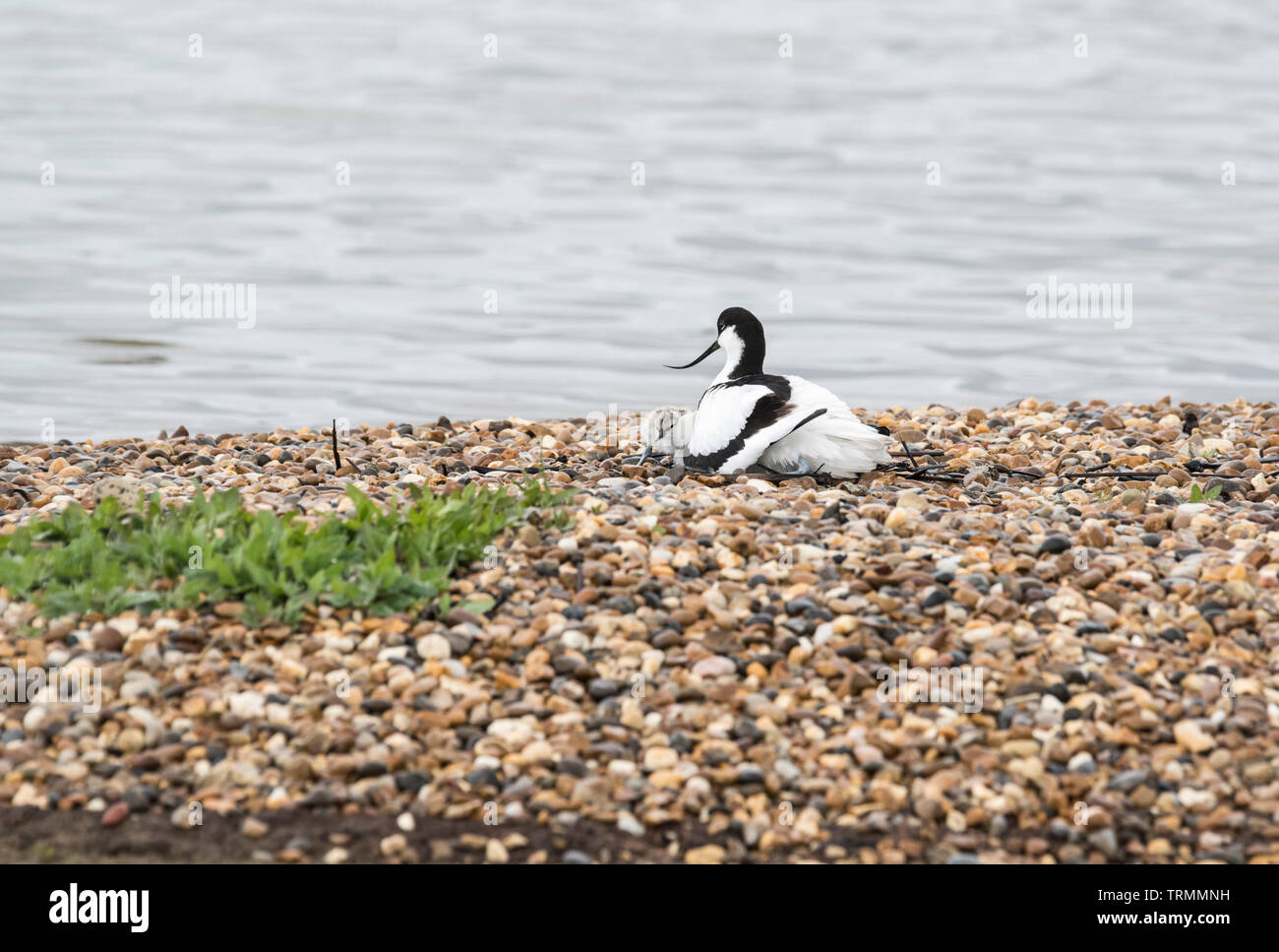 Avocet (Recurvirostra avosetta) su un nido e con un pulcino Foto Stock