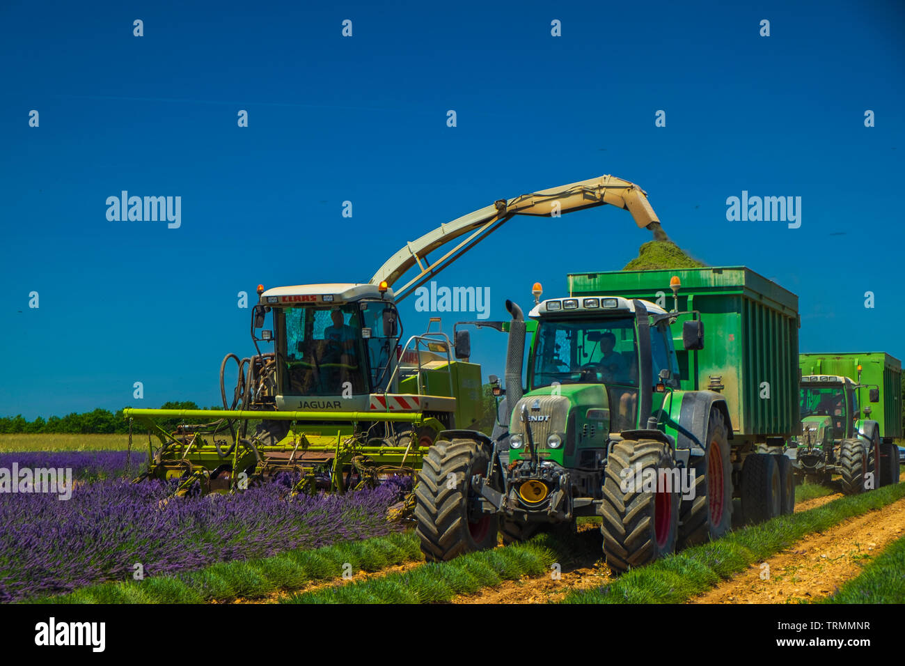 Estate in Provenza. Campi di lavanda. Foto Stock