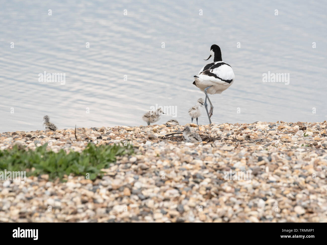 Avocet (Recurvirostra avosetta) con pulcini Foto Stock