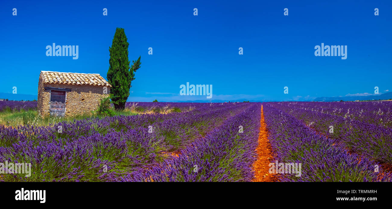 Estate in Provenza. Campi di lavanda. Foto Stock