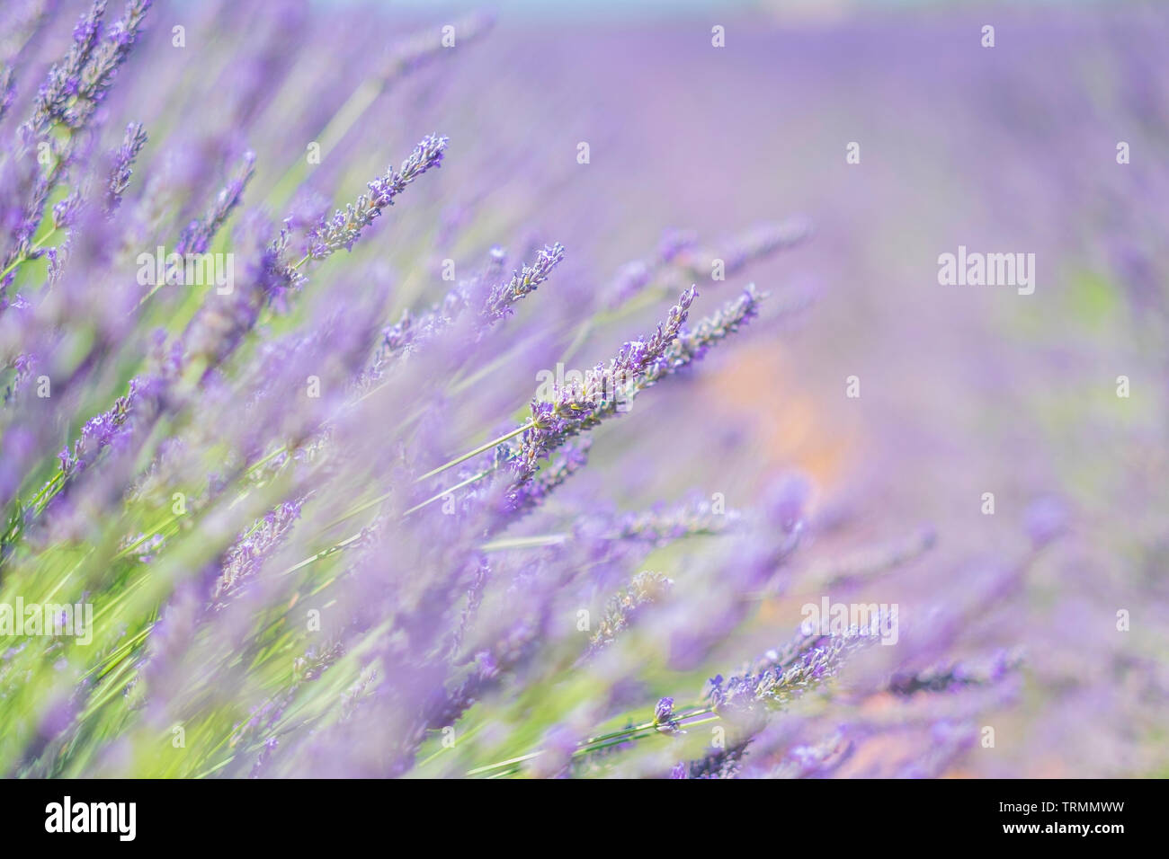 Estate in Provenza. Campi di lavanda. Foto Stock
