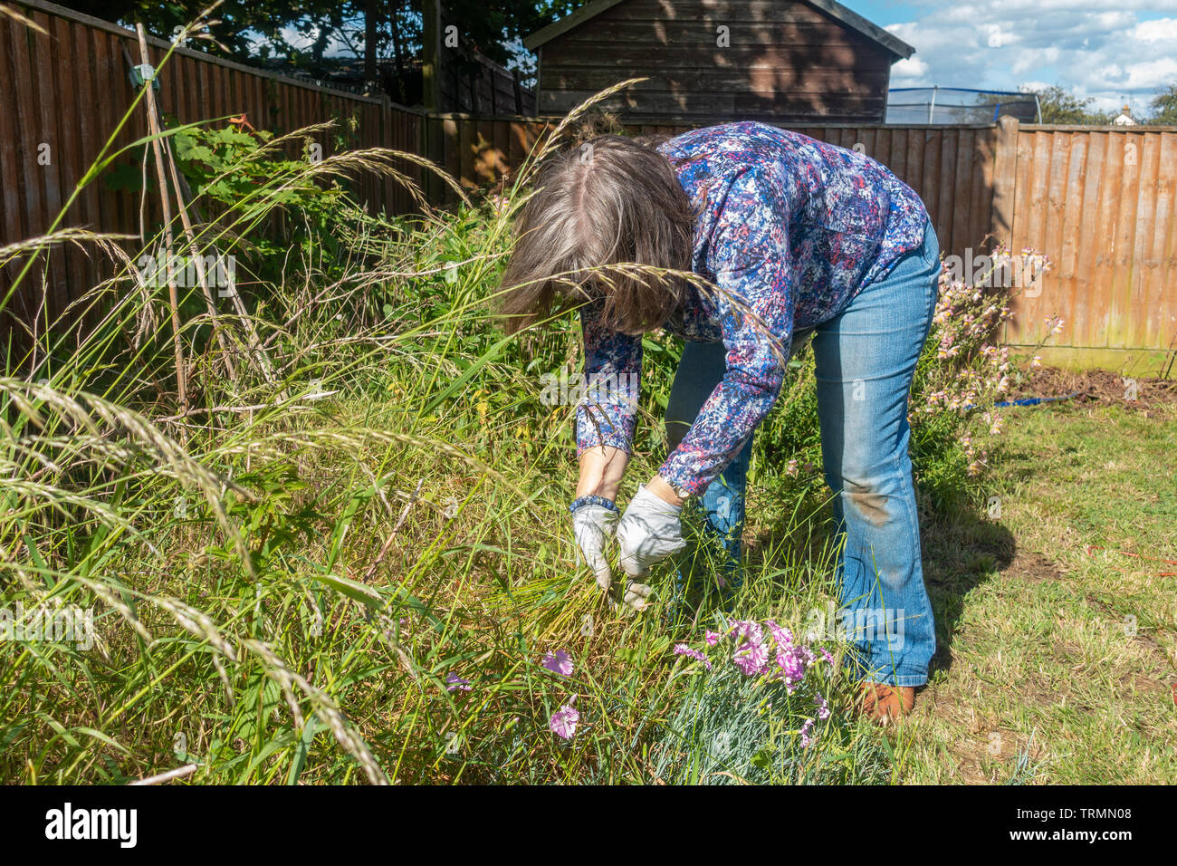 Una signora facendo ripulendo dalle erbacce in un giardino residenziale. Foto Stock